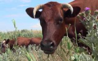 Почему коровы мычат: причины и приметы, звук коровы и телёнка